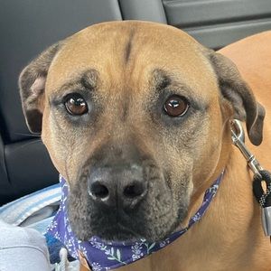 Meet your Posher, Petra